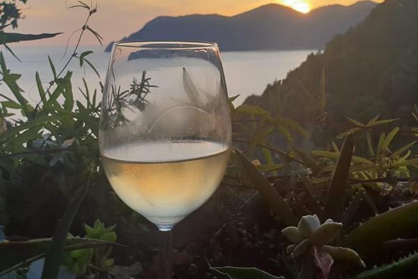 Selezione vini